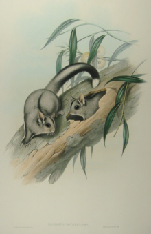 John Gould Mammals of Australia